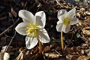 72 Ellebori al sole